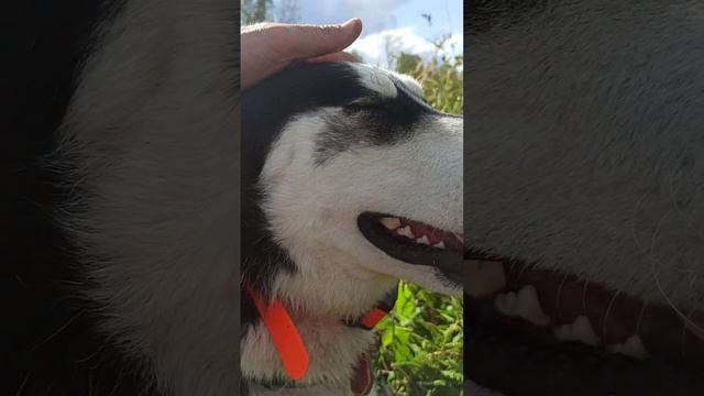 Дошли с хаски Диком до реки и болота 25.08.2023 часть 5 смотреть онлайн