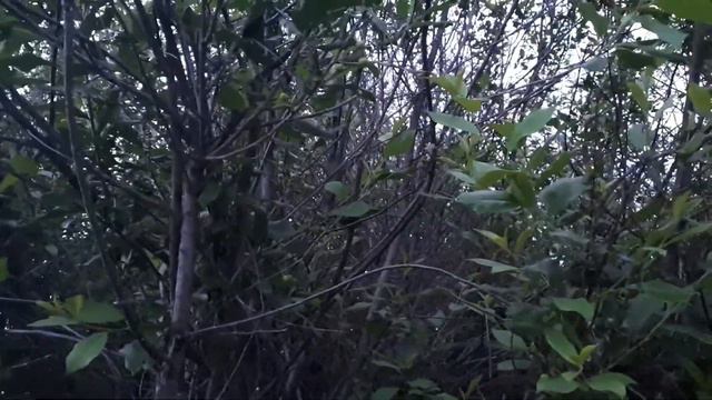 Неизвестная птица красиво поет смотреть онлайн