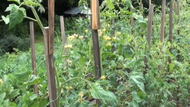 Томат Розмарин фунтовый от поставщика Johnsons смотреть онлайн