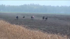 Всероссийское грейхаунд Дерби (All-Russia Greyhound Derby). 12/10/2013. Бега. Грейхаунды.