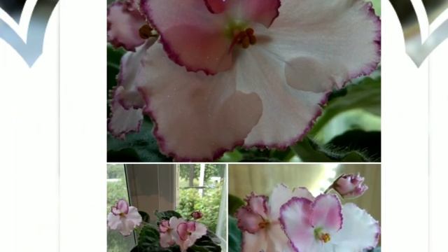 300 ФОТО СЕНПОЛИЙ (ФИАЛОК) С НАЗВАНИЯМИ СОРТОВ. смотреть онлайн