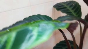 Калатея Варшевича пересажена???