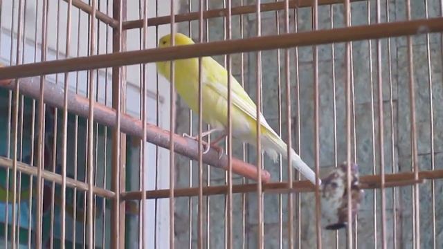 F2YS baru beres mabung- AK-Garut-West Java-Indonesia смотреть онлайн