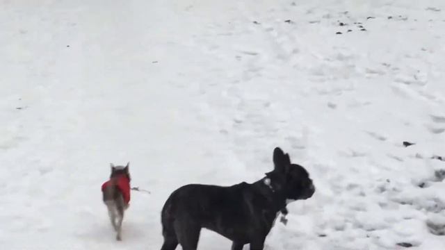 Чихуахуа СИНТИ.французский бульдог и чихуахуа. На прогулке. Моя напарница. Chihuahua смотреть онлайн