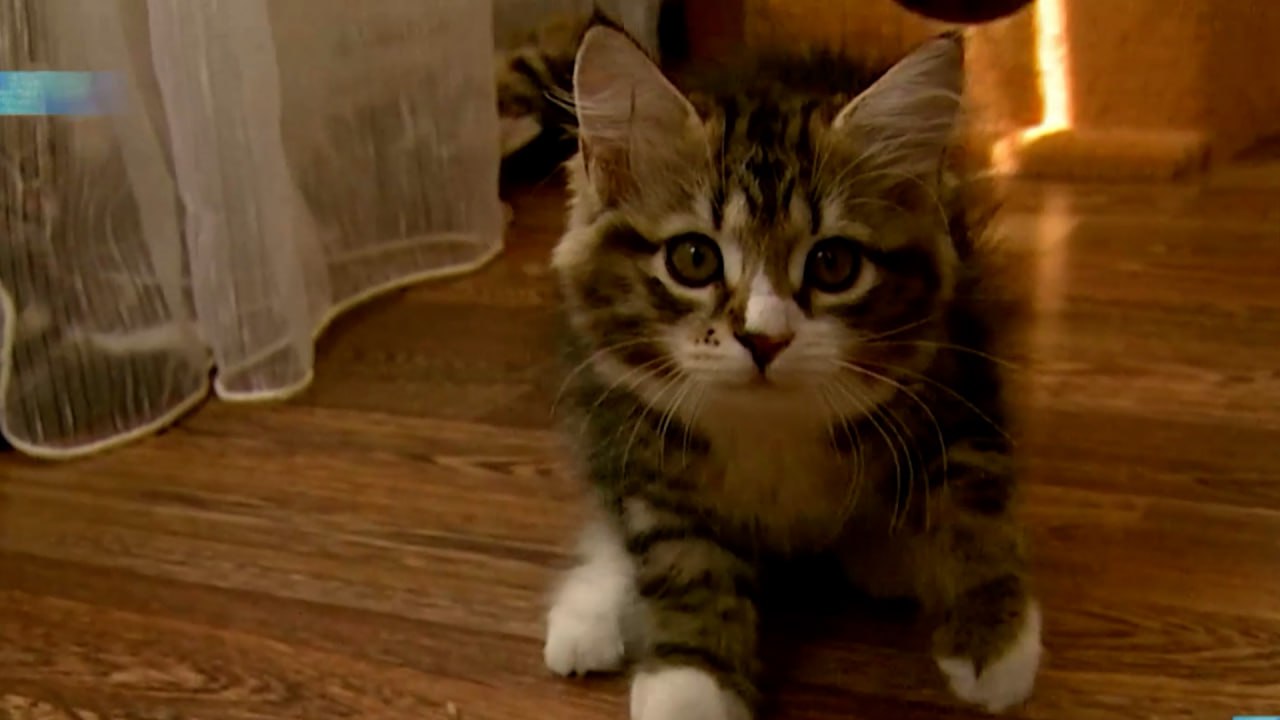 Как уберечь кота от падения из открытого окна? смотреть онлайн