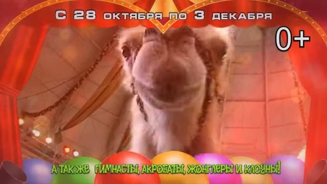 Лимпопо. Костромской цирк. Октябрь - Декабрь 2017 смотреть онлайн