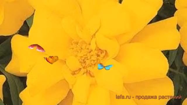 Бархатцы отклоненный Еллоу ? отклоненный бархатцы Еллоу обзор: как сажать, семена бархатцев Еллоу смотреть онлайн