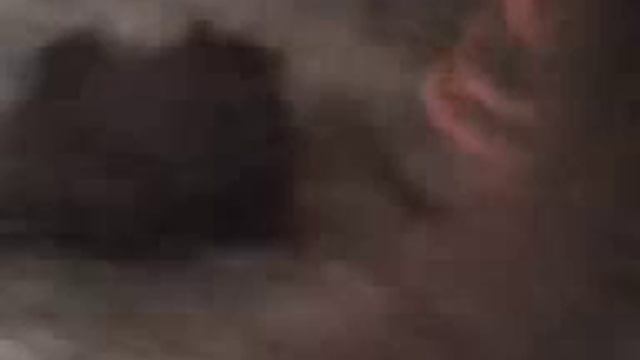 Летучая мышь залетела в квартиру смотреть онлайн