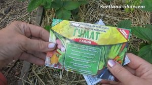 ДРОЖЖИ - СУПЕР ПОДКОРМКА для  КЛУБНИКИ во время цветения .... ДОБАВЛЯЕМ  ГУМАТ...STRAWBERRY ...