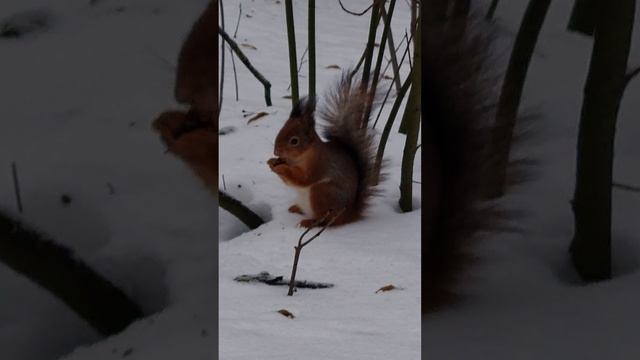 Ещё зима в парке