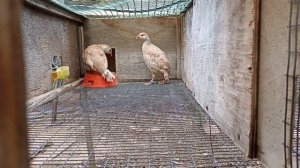 куропатка руфа, персиковая мутация