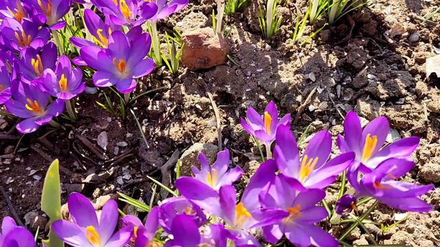 Красивая весна! Первоцветы в саду, начало марта. смотреть онлайн