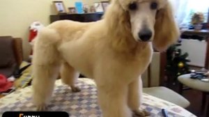 Стрижка королевского пуделя