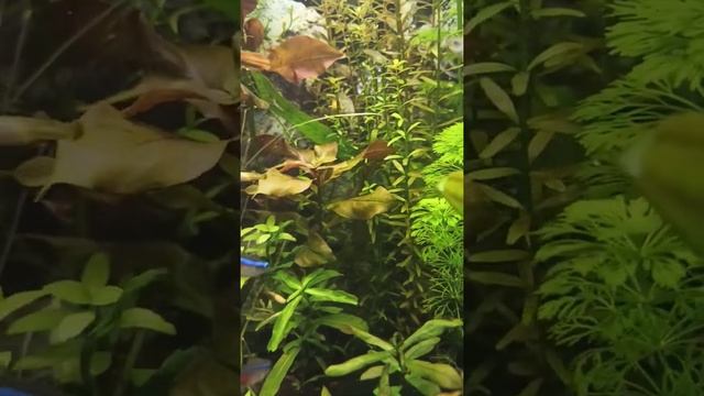 Гуппи и неоны#аквариум #аквариумистика #гуппи #неон #акварелакс смотреть онлайн