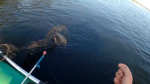 Рыбалка. СХОД ВОЛЖСКОГО САЗАНА. ВОТ ЭТО Я ПОНИМАЮ РЫБАЛКА!!!! Ловля леща на кольцо на Волге.