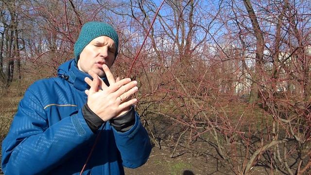 Детские вопросы. Почему весной краснеют кусты? смотреть онлайн