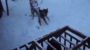 Восточно сибирская лайка. Притравка по кабану 10.5 месяцев.