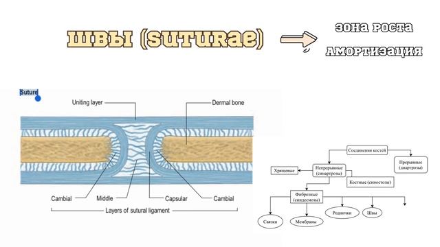 Введение в анатомию (часть 2): развитие соединений костей, характеристика непрерывных соединений смотреть онлайн