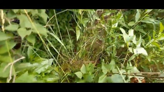 ЛОВЛЯ ЯЩЕРИЦ. смотреть онлайн