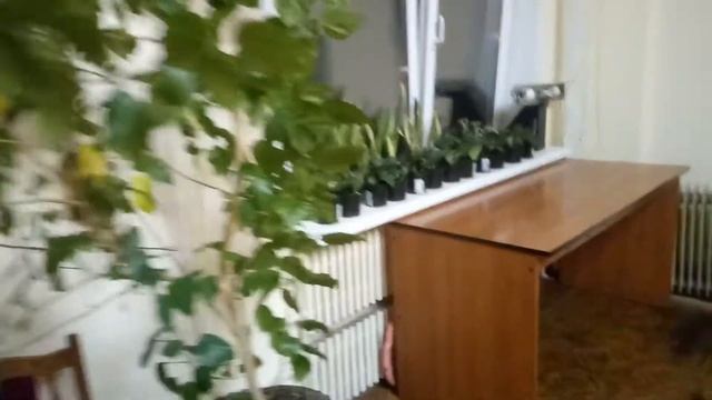 Моя оранжерея на работе. смотреть онлайн