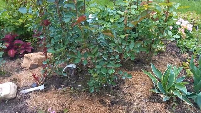 Мучнистая роса на любимой розе. смотреть онлайн