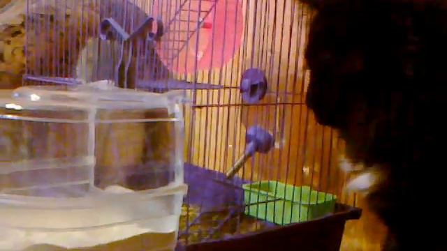 новенький в семье смотреть онлайн