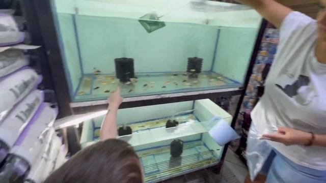 Влог. Спонтанный поход в зоомагазин. Покупка рыбок. смотреть онлайн