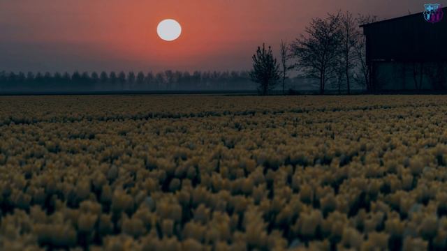 ЛИКЕ МАРТЕНС - КОРОЛЕВА БАРСЕЛОНЫ. ЛУЧШАЯ ФУТБОЛИСТКА ГОТОВА ПОДАРИТЬ БАРСЕЛОНЕ ПОБЕДУ В ЛЧ!