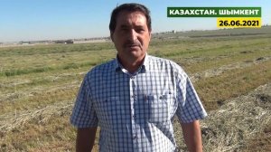 Какие использовать внекорневые подкормки по люцерне?