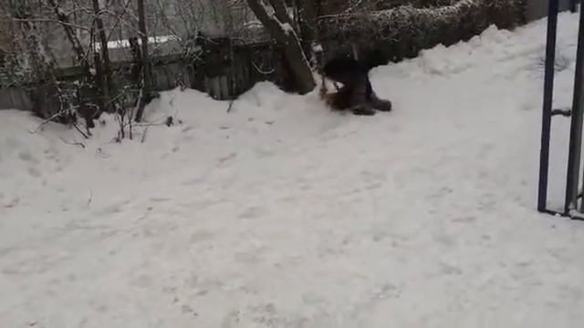 Женевьева смотреть онлайн