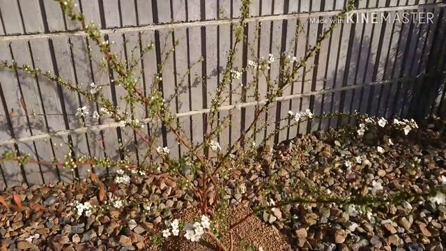 『春のユキヤナギ』Spiraea thunbergii смотреть онлайн