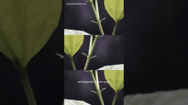 Certo dia, um agricultor plantou uma pequena semente.. смотреть онлайн