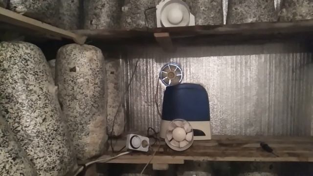 Лесные забавы