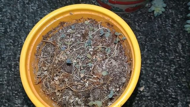 ?Мои комнатные цветы.Обзор очитков и эхеверий.? смотреть онлайн