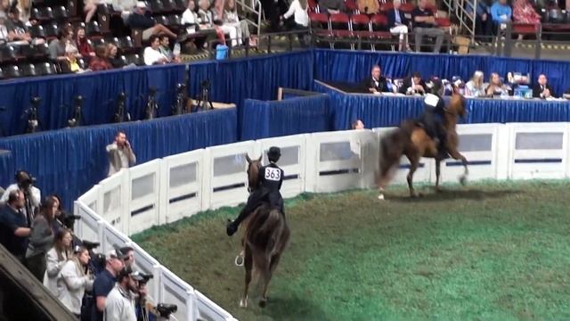 World's Championship Horse Show - 2023 смотреть онлайн