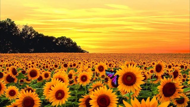 motion sketch смотреть онлайн