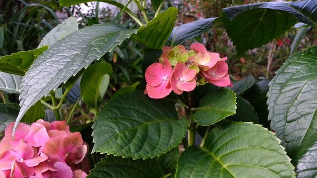 Hydrangea macrophylla red - Hortensia - Ortensie rosie HD 01 Laborator TEBA смотреть онлайн
