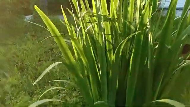 КУРЫ ДОМИНАНТЫ В САДУ. ОБЗОР УЧАСТКА ДАЧНОГО смотреть онлайн