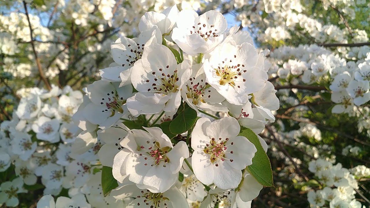 Сорта груши для Сибири. смотреть онлайн