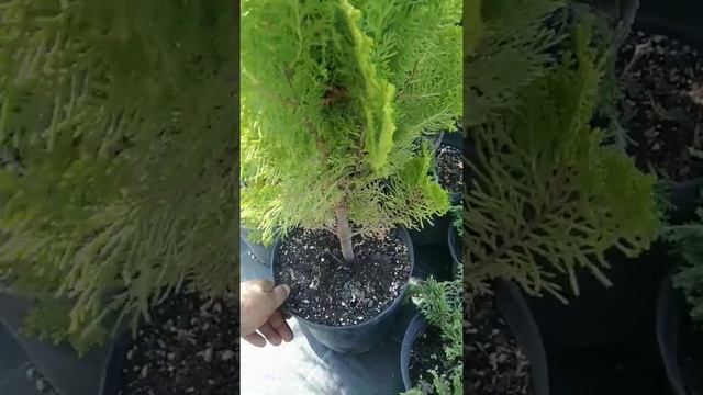 как посадить тую ауреи нана смотреть онлайн