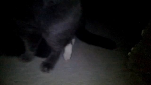 Случка Кота. Британец! Как проходит Вязка! смотреть онлайн