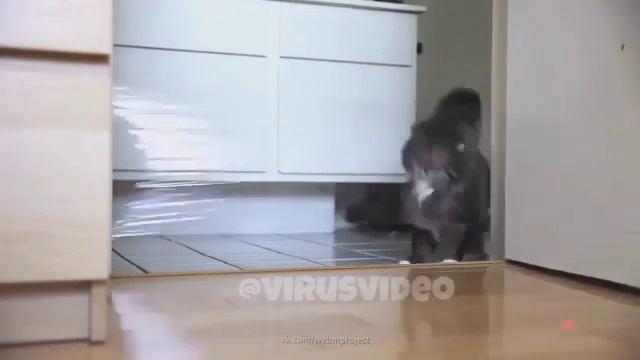 Как подшутить над котом смотреть онлайн