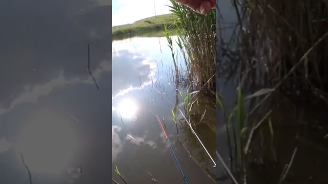 карась на донку #рыбалка #short смотреть онлайн