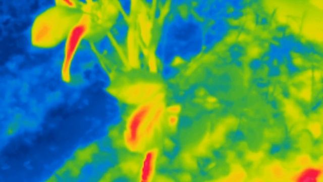 Xinfrared T2S+ Thermal camera - Playing with the focus. смотреть онлайн