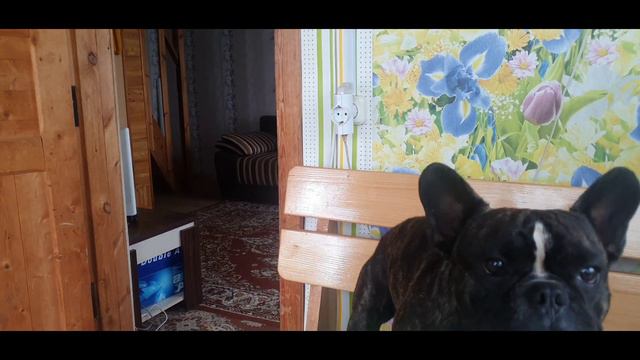 Лапку дай - дай лапку | Попрошайка французский бульдог
