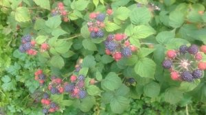 Чёрная малина «Камберленд» первые ягоды!!!Полезные свойства!!!