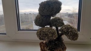 Идеи для подарков на Новый год. Бонсай из цетрарии. Исландский мох. Чудо природы!