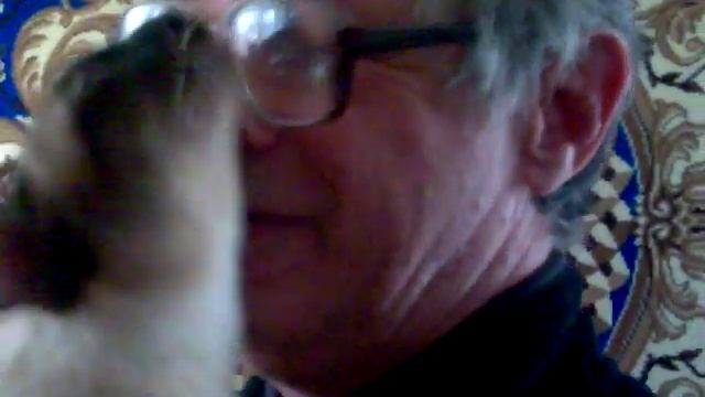 Самый ласковый кот смотреть онлайн