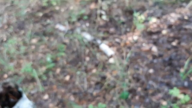 Грибное ассорти 23.08.2020 смотреть онлайн