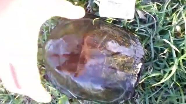 Черепаха в Белгородской обл. ( ! ) смотреть онлайн